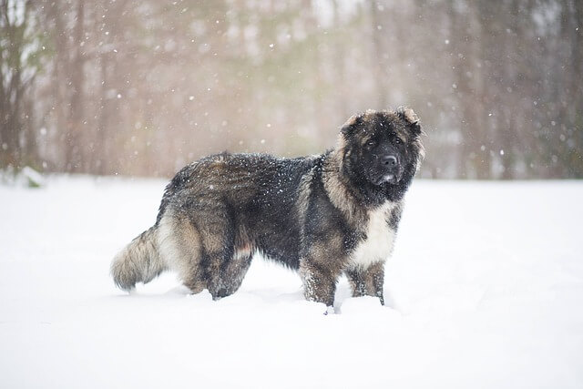 caucasian-shepherd