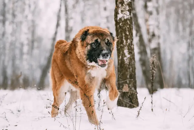 Caucasian Shepherd Dog