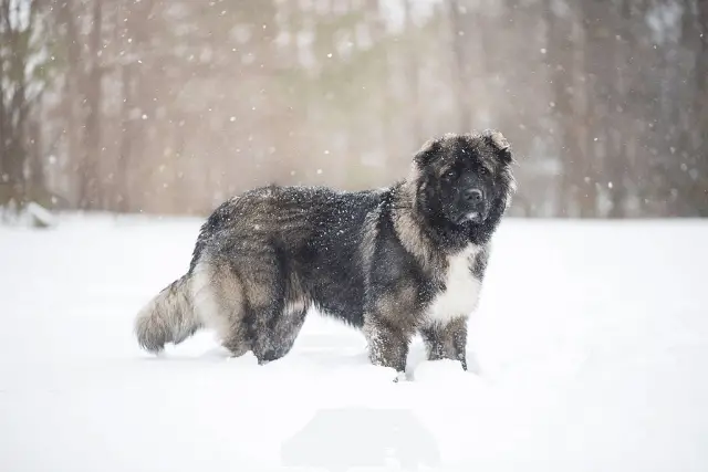 Caucasian Shepherd Dog