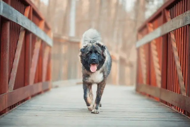 Caucasian Shepherd Dog