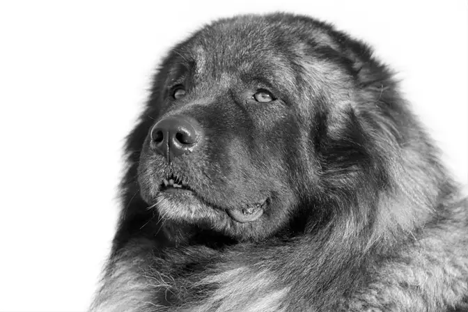 Caucasian Shepherd