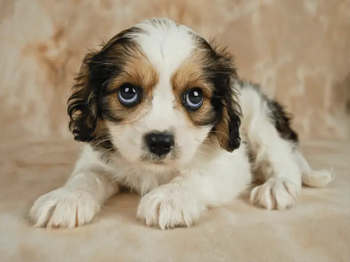 cavachon puppy