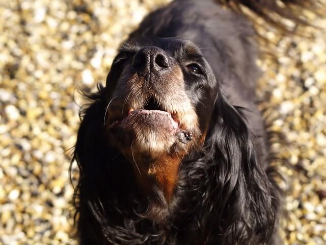 cavalier barking