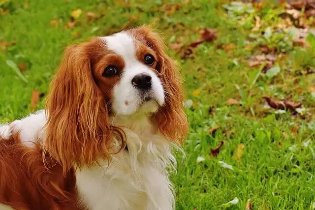 cavalier dog