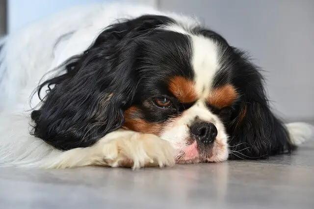 cavalier 