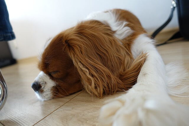 cavalier king charles sleeping