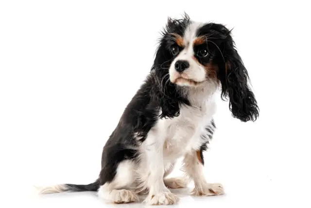 Cavalier King Charles Spaniel