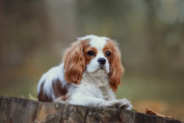 Cavalier King Charles Spaniel