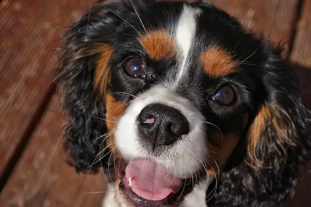 cavalier king charles spaneil