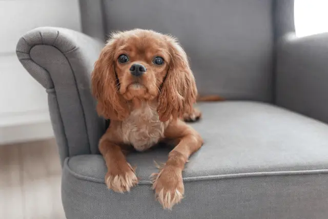 Cavalier King Charles Spaniel