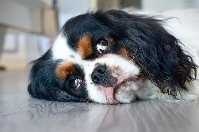 cavalier king charles spaniel