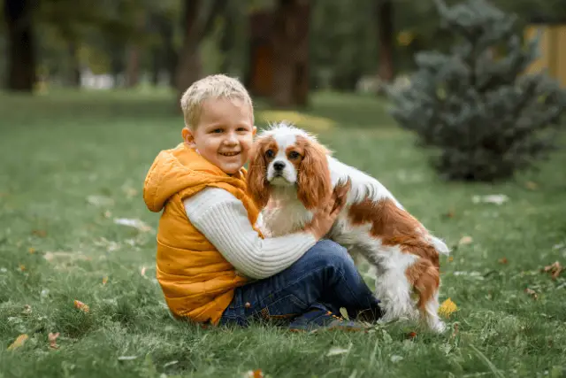 Cavalier King Charles Spaniel