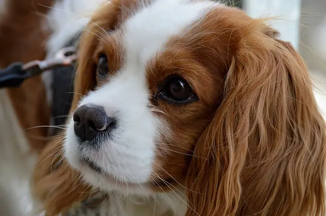 Cavalier King Charles Spaniel face