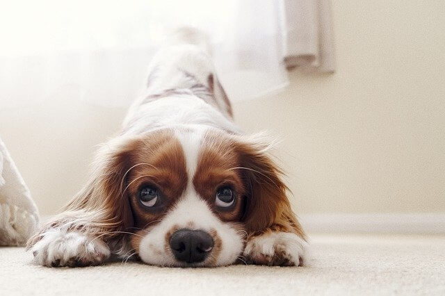 cavalier king charles spaniel looking