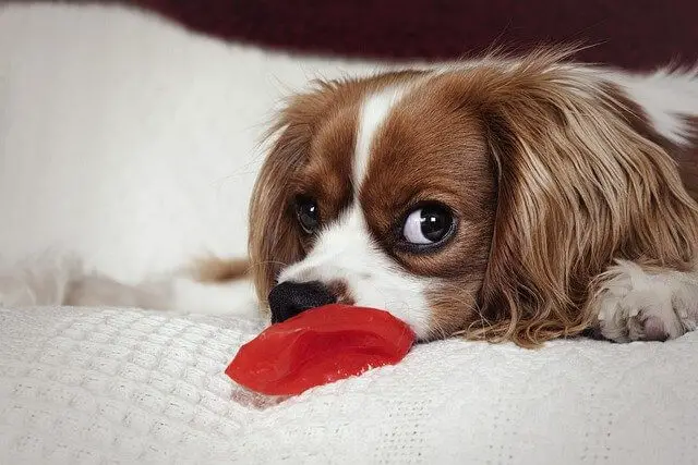 cavalier-king-charles-spaniel- on bed