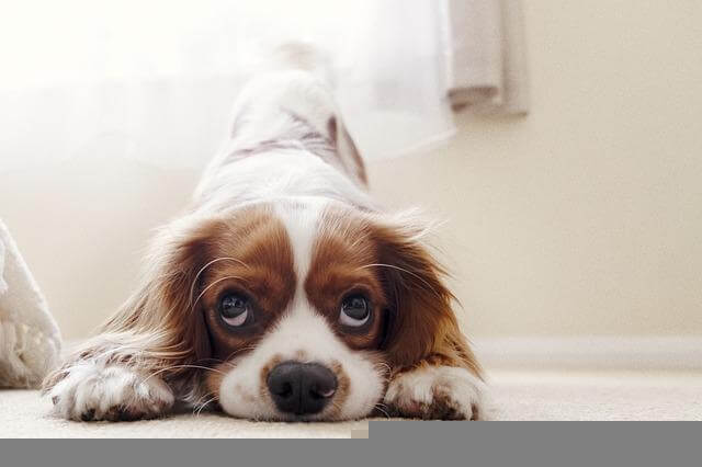 cavalier-king-charles-spaniel playing