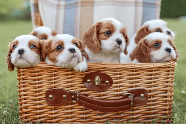 Cavalier King Charles Spaniel