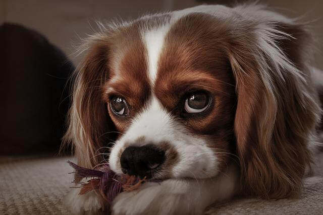 cavalier-king-charles-spaniel scared