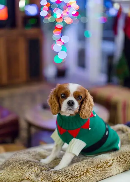 cavalier king charles spaniel with sweater