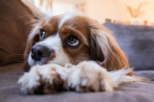 cavalier puppy