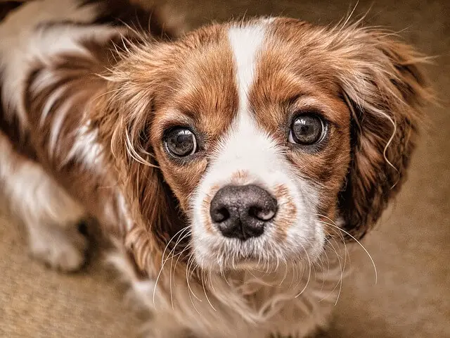 cavalier puppy closeup