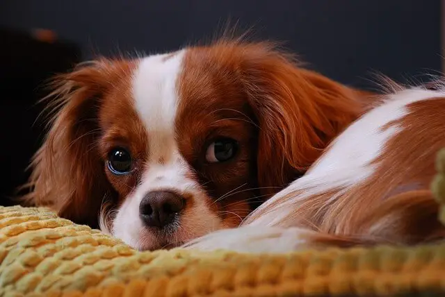 cavalier puppy on bed