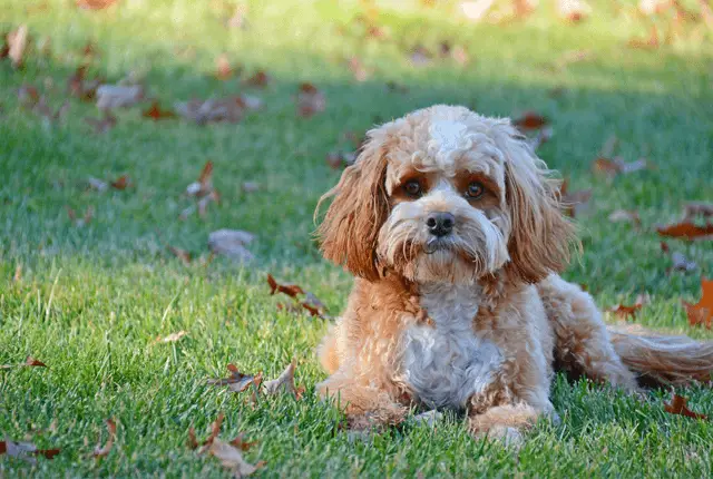 cavapoo laying