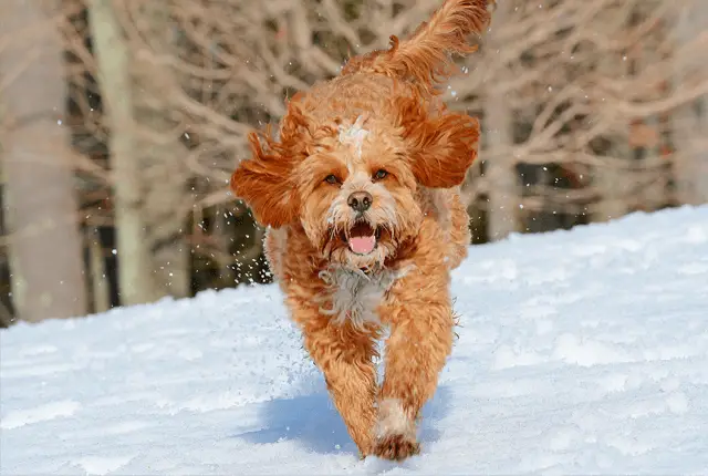 cavapoo on snow