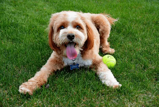 cavapoo smiling