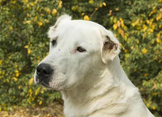 central asian shepherd dog