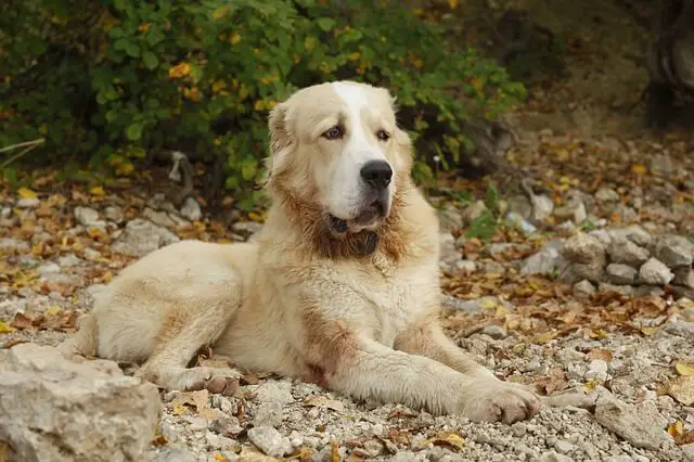 central asian shepherd