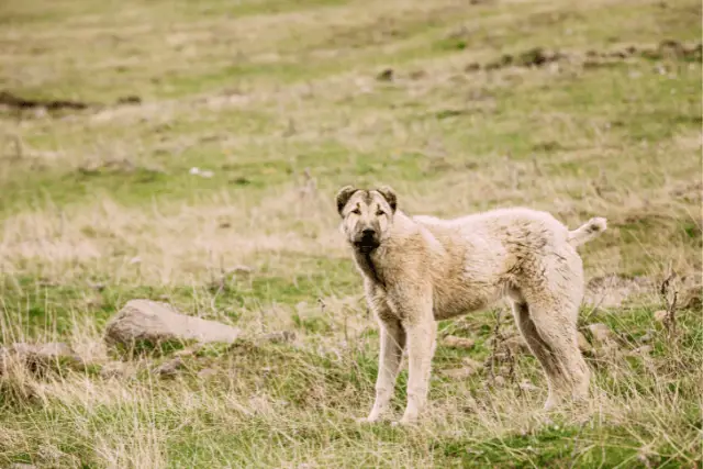 Central Asian Shepherd Dog