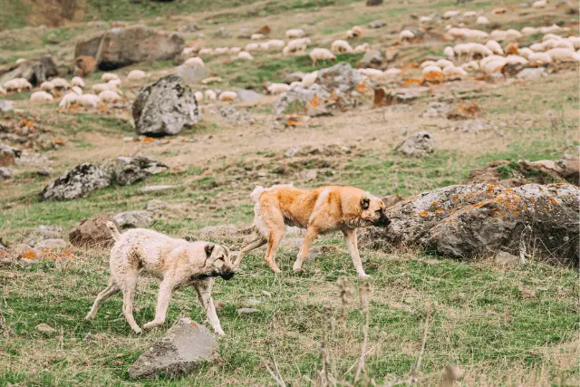 Central Asian Shepherd Dog