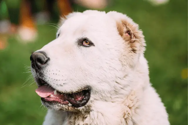 Central Asian Shepherd Dog