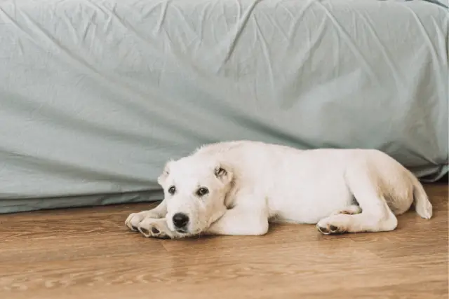 Central Asian Shepherd Dog