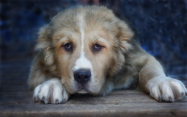 central asian shepherd puppy