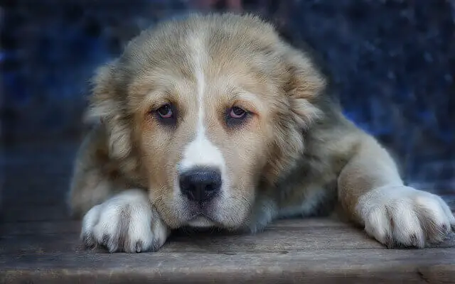 central asian shepherd puppy