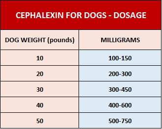 can you give cephalexin to a dog