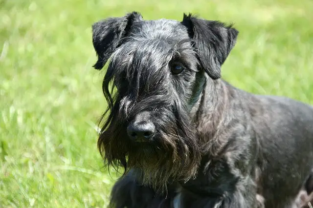 Cesky Terrier