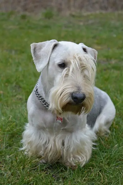 Cesky Terrier