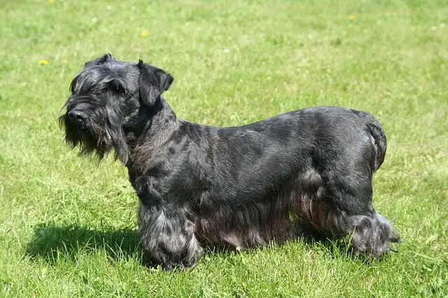 cesky terrier on grass