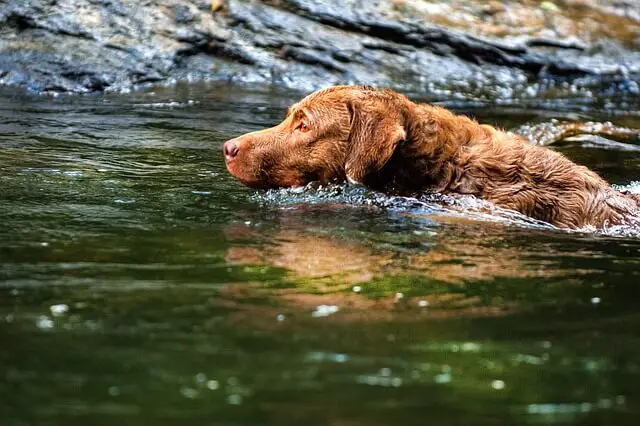 chesapeake bay retriever