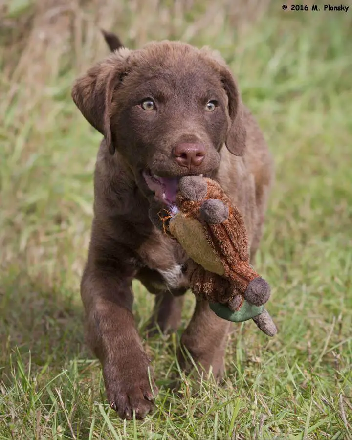 chesapeake bay retriever plush