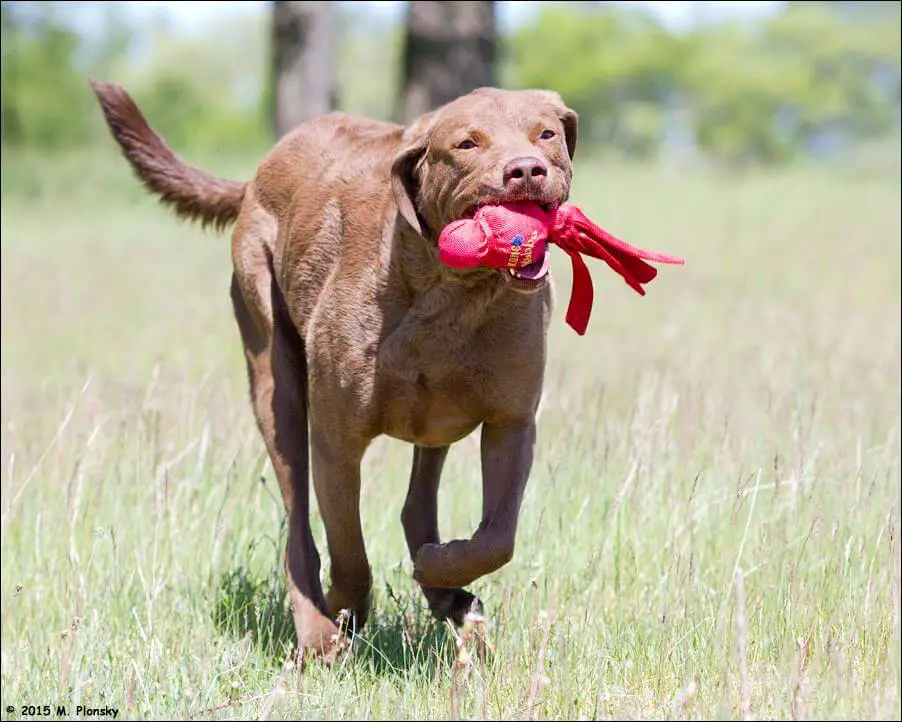 Chesapeake Bay retriver