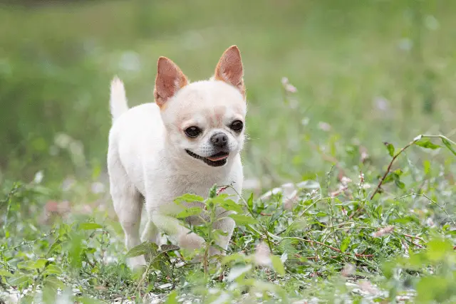 Chihuahua