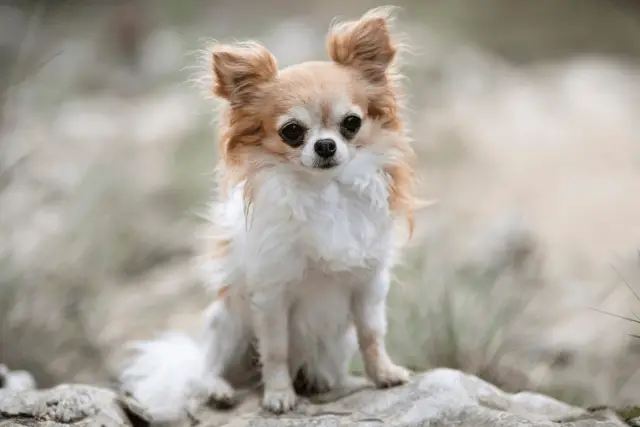 Chihuahua