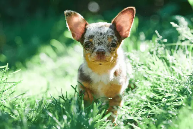 Chihuahua 