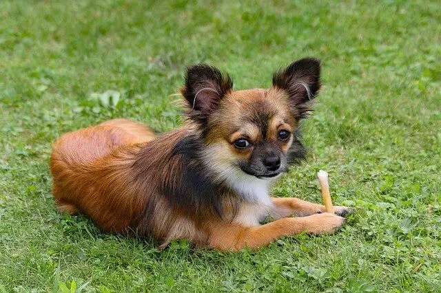 Chihuahua