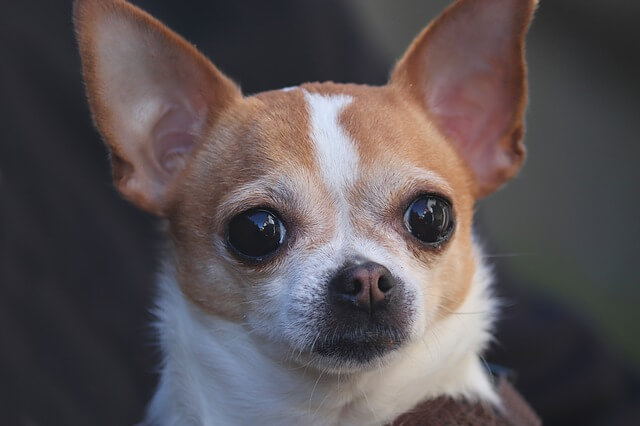 chihuahua apple head