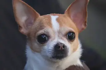 Deer Head Vs Apple Head Chihuahua